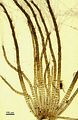 Giraudia sphacelarioides4